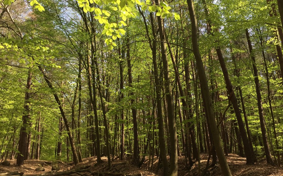 Wandern im Urwald der Uckermark – Wanderlust #1